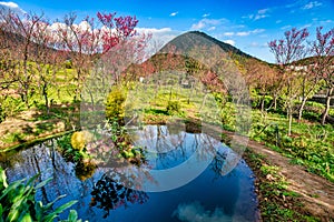 Beautiful scenery reflected in the pool