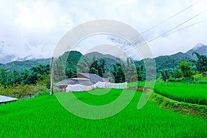 Beautiful scenery of the rice fields of Cat cat Village