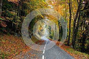 Beautiful scenery of a road in a forest with a lot of colorful autumn trees