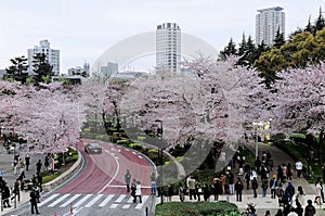 Beautiful scenery of Sakura Matsuri Festival in Roppongi