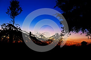 Beautiful scenery of setting sun with dark silhouettes of man on tree branches.