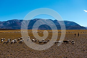 The Beautiful Scenery: Sheep in Tibet