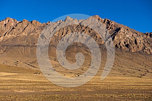 The Beautiful Scenery: Sheep in Tibet