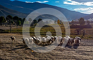 The Beautiful Scenery: Sheep and Woman