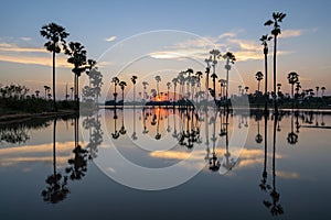 Beautiful scenery silhouette Sugar Palm Tree on the rice field during twilight sky