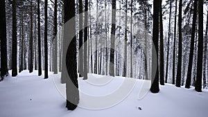Beautiful scenery with snowy white forest In winter frosty day. Media. Amazing pine scenic view of park woods.