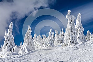 Beautiful scenery of the snowy winter landscape