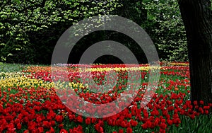 Beautiful scenery of Sprenger's tulip flowers blooming on Mainau island - Bodensee