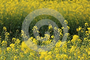 The beautiful scenery of spring rapeseed flowers