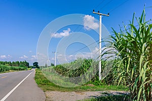 Beautiful scenery of sugarcane growth in farm near the rural roads
