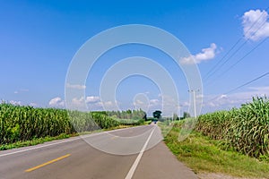 Beautiful scenery of sugarcane growth in farm near the rural roads