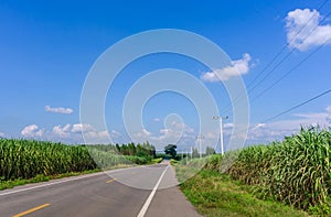 Beautiful scenery of sugarcane  growth in farm near the rural roads