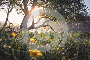 Beautiful scenery. Summer. Tree on meadow wirh yellow flowers. Sunshine lightes in branches