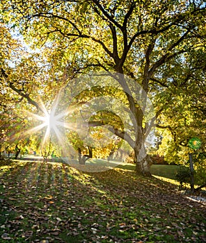 Beautiful scenery of sunburst through autumn tree Wanaka in New Zealand