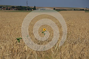 Beautiful scenery of a sunflower growing in a wheat field at daytime