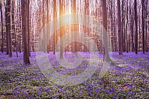 Beautiful spring forest with bluebells. Early morning in the forest.