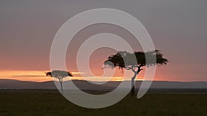 Beautiful scenery sunset before dusk with isolated acacia tree on the horizon African 146 in Maas