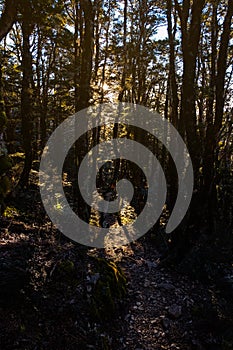 Beautiful scenery at sunset sunbeam through the tree in the forest