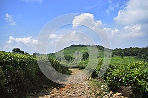 Beautiful scenery in the tea garden