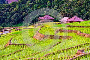 The beautiful scenery of the terraced rice fields at Ban Pa Pong Piang in Chiang mai, Thailand