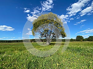 Beautiful scenery of a tree in green field under blue cloudy sky