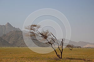 Elba protectorate Beautiful scenery of trees with mountain background in the south of Egypt