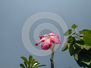 beautiful scenery view of blue sky and flower blooming in branch of green leaves plant, daylight nature photography, floral garden
