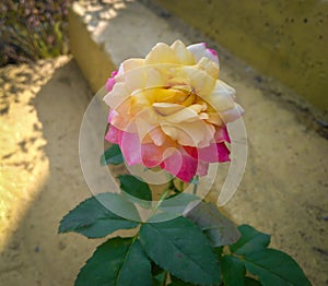 beautiful scenery view of rose flower blooming in daylight, nature photography, herbal organic garden