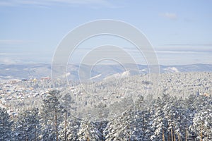 Beautiful scenery of a winter forest.