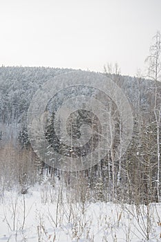 Beautiful scenery of a winter forest.