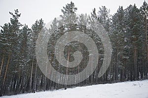 Beautiful scenery of a winter forest.