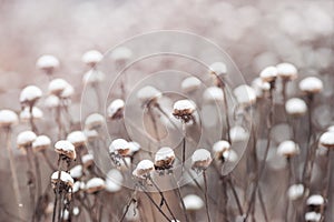 Beautiful scenery of winter garden, faded flowers covered with snow