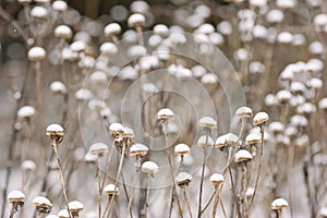 Beautiful scenery of winter garden, faded flowers covered with snow