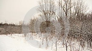 Beautiful scenery of a winter landscape with a lot of bare trees