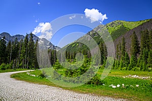 Beautiful scenery of Wlosienica meadow in Tatra mountain