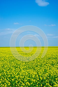 Beautiful scenery with yellow flowers