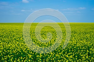 Beautiful scenery with yellow flowers