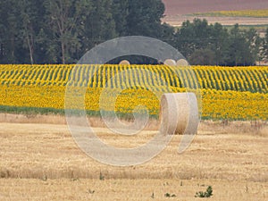 Beautiful scenery with yellow sunflowers flowers big pipes