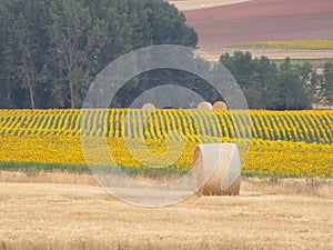 Beautiful scenery with yellow sunflowers flowers big pipes photo