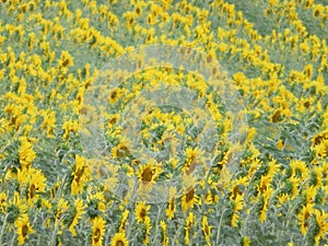 beautiful scenery with yellow sunflowers flowers big pipes photo