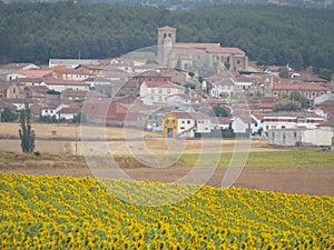 Beautiful scenery with yellow sunflowers flowers big pipes photo