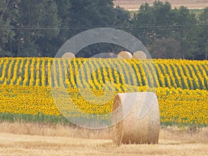 Beautiful scenery with yellow sunflowers flowers big pipes photo