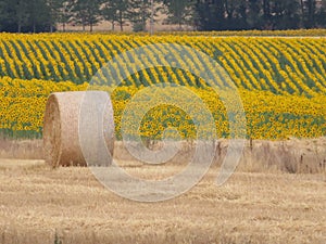 beautiful scenery with yellow sunflowers flowers big pipes photo