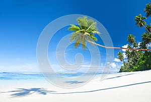 Beautiful Scenic Beach with Palm Tree