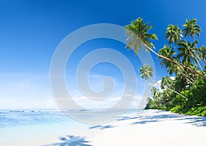 Beautiful Scenic Beach with Palm Tree