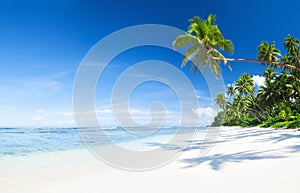 Beautiful Scenic Beach with Palm Tree