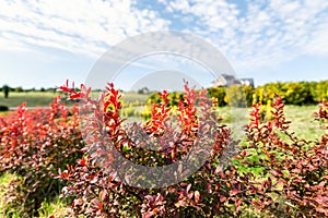 Beautiful scenic bright landscape view of colorful red barberry thunberg bushes growing at ornamental english park