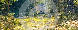 conifers forest banner panorama photo