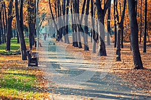 Beautiful scenic early autumn alley with benches between trees and golden colored foliage lush at city park. Walking path in