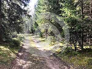 Beautiful scenic forest gravel road with ruts in a pine warrior green forest